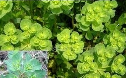 五朵云|为什么每次在乡下发现毒草五朵云就把它们挖出来?