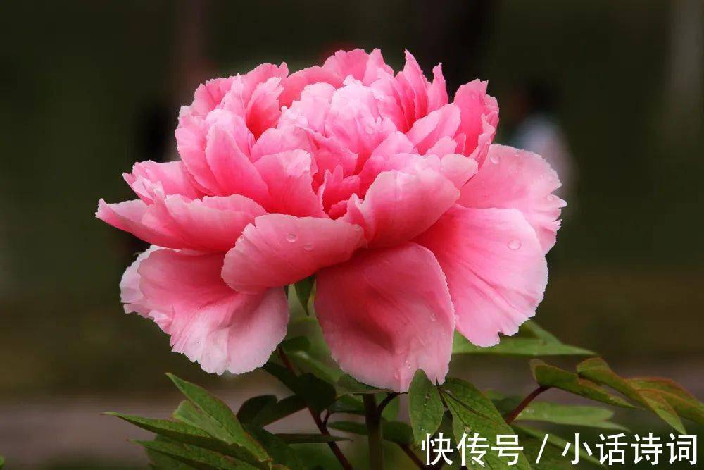 牡丹诗@云想衣裳花想容:李白写给杨玉环的诗,为何要以牡丹花作比喻?