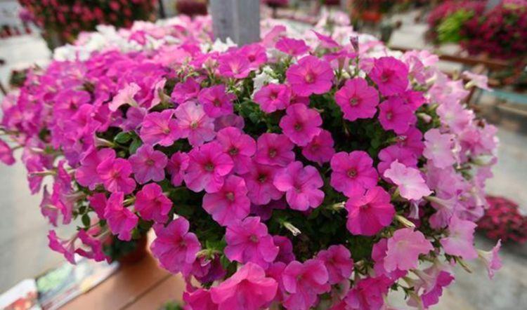 4种花很漂亮,好养易活能爆盆,花开美观又大气