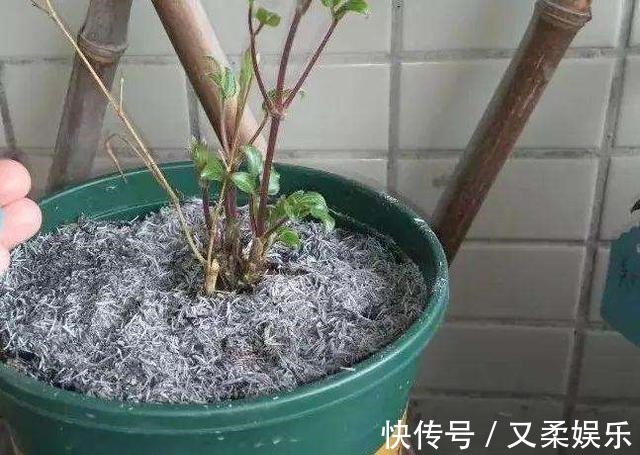 农村|此物在农村满大街都是,却没人要,带点回家,养花的神器