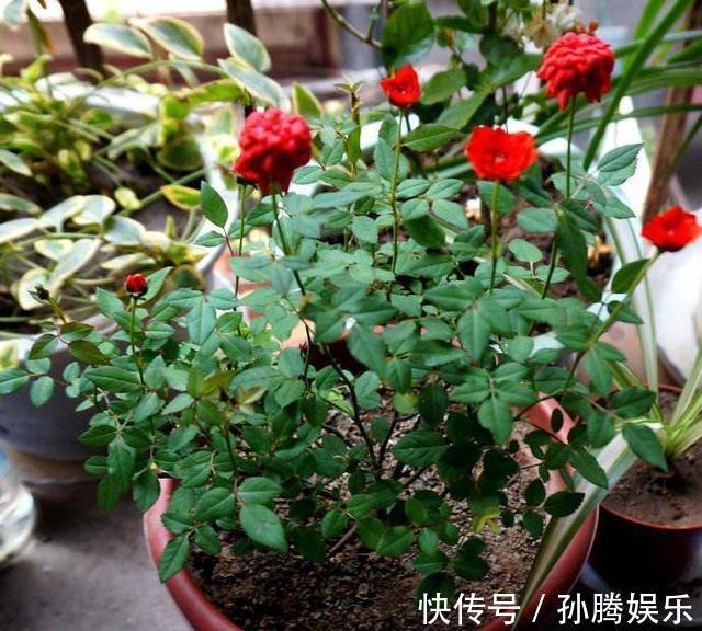 天然“有机肥”可以养花，花儿蹭蹭长新芽，花苞窜真有生机！