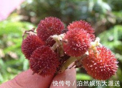 紫红色|农村有一植物，酷似杨梅，长在地上，价格珍贵！