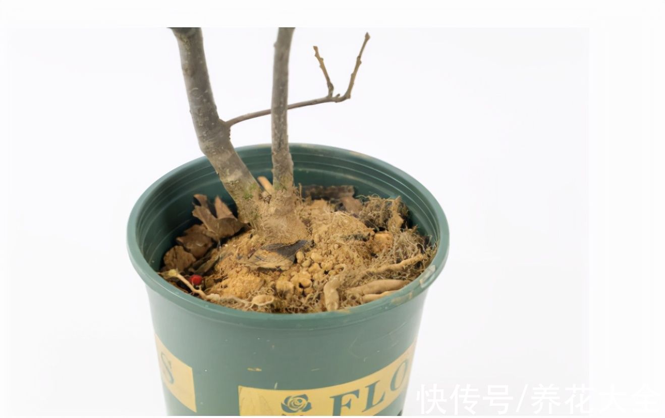 -30℃都不怕的“富贵树”,天越冷、果子越红,一挂就是大半年