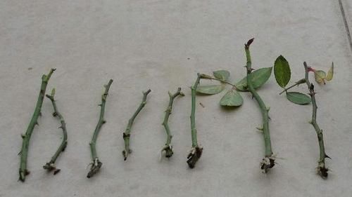 扦插月季为何不长根?