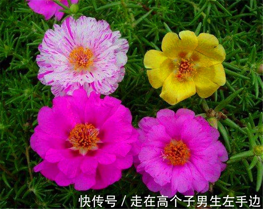 6种最喜欢太阳的家庭盆栽，5种都是开花机器，爆盆简单四季常开