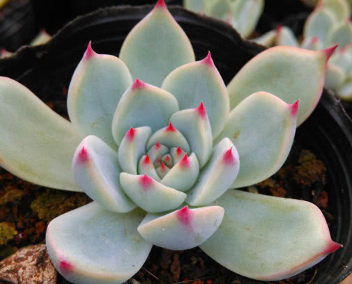 林赛|多肉林赛怎么养更紧凑教你3个小妙招,养出叶片红润饱满的林赛