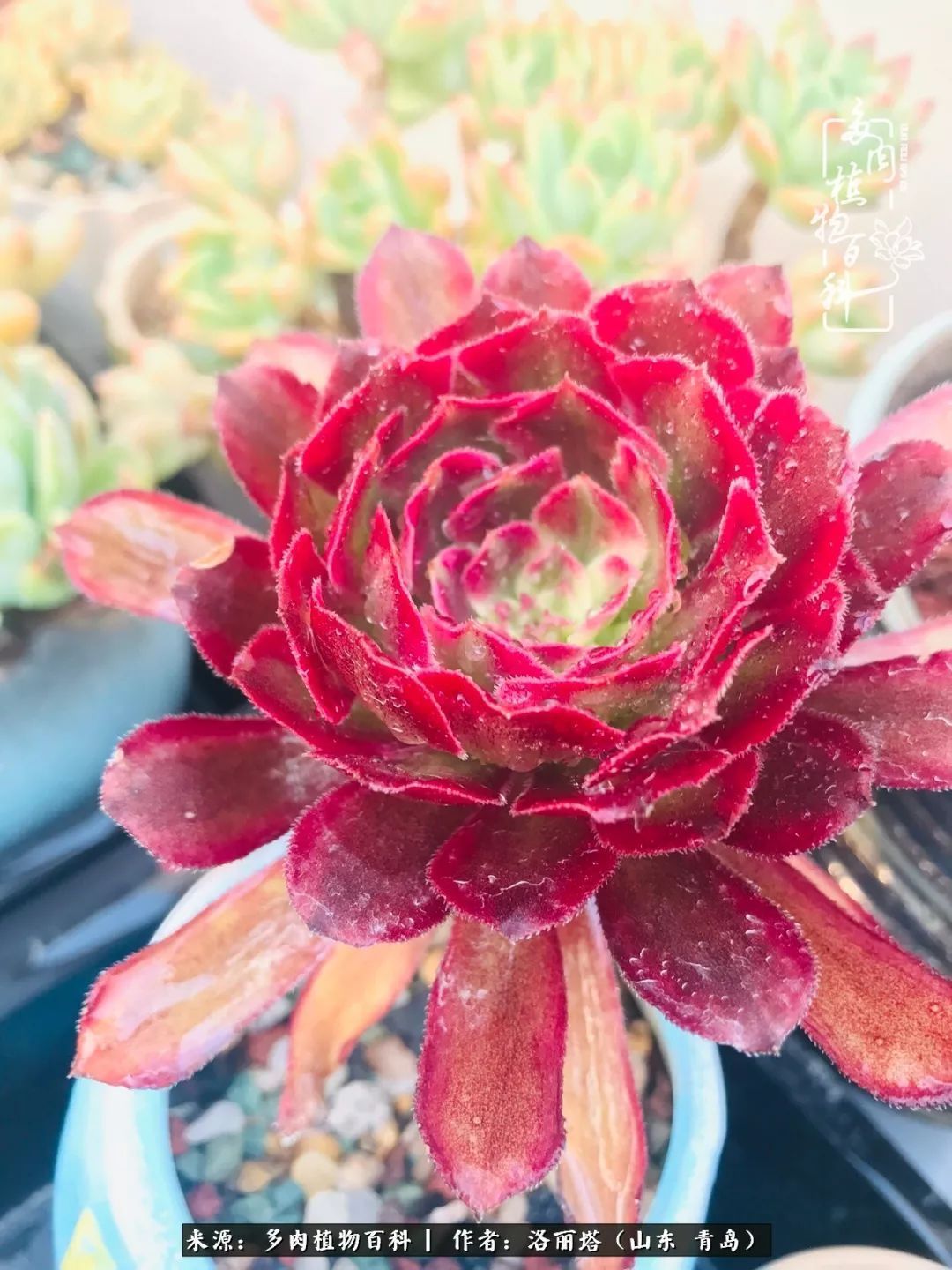 我和我的“多肉恋人”，怎么样有没有惊艳到你！