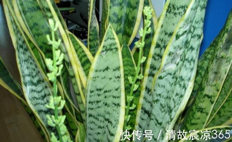 疯长|养虎皮兰,往盆埋“1块它”,不施肥,小芽直接撑破盆,疯长不停