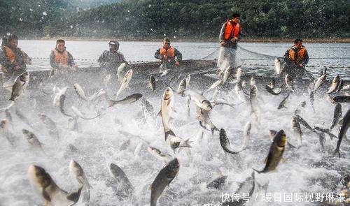 哪几种|“四大家鱼”指的是哪几种鱼为什么鲤鱼上不了榜!