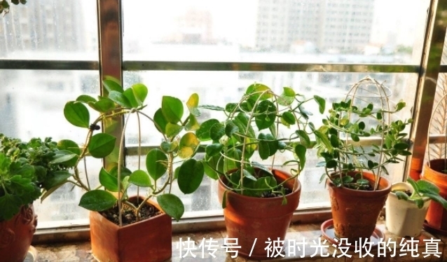 扦插育苗|养花小技巧:怎么自制黄豆肥?防范病虫害?扦插育苗?