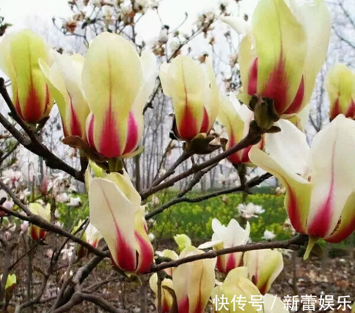 玉兰|家门口种棵“吉祥花”,满树都开花,还有“镇宅”好兆头