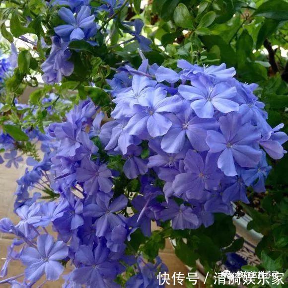 养护|夏天养上3种清凉花,越热越疯狂,看着就清爽!