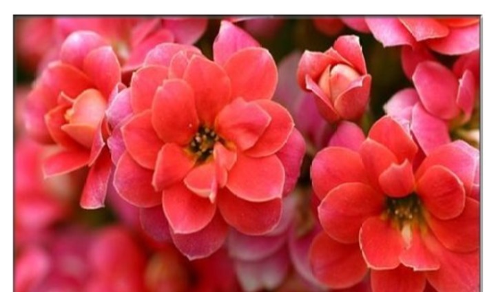 养长寿花，只要盆里埋上“它”，开成一个小花园比花肥还好使