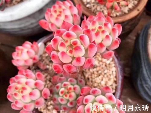 阳台党|这6款多肉被花友捧得很高,其实并不适合阳台党,尤其是最后两种