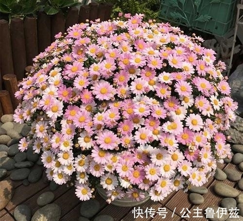 植物|球菊——秋天最值得入手的开花植物