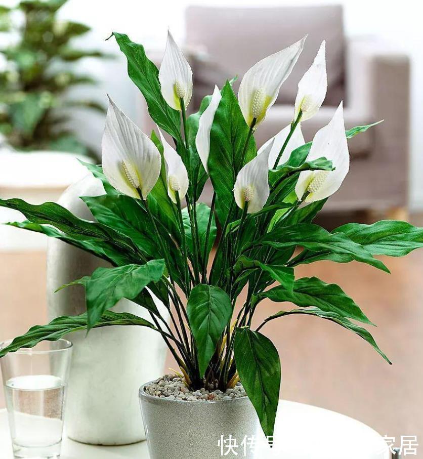 舒缓|这10种盆栽植物特别适合种在家里,能够舒缓压力、净化空气