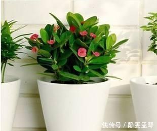 养花总是烂根,盆土中加点东西,养花再不用担心会烂根了