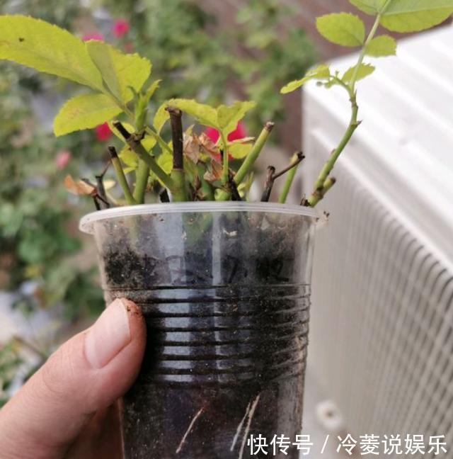 扦插|月季花扦插不生根,关键枝条没选对!枝条稍微处理,一周就生根