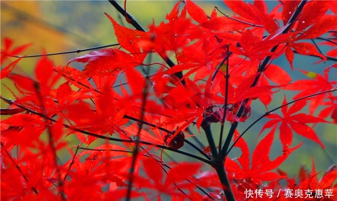  秋天|秦巴山区的旅游景点，夏天是天然氧吧，秋天是中国红叶之乡