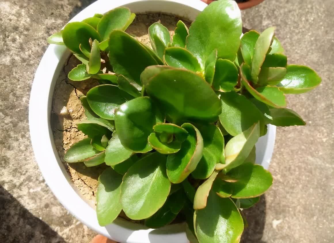 养花先养根,做好5件事,花草不烂根,大白根直冒