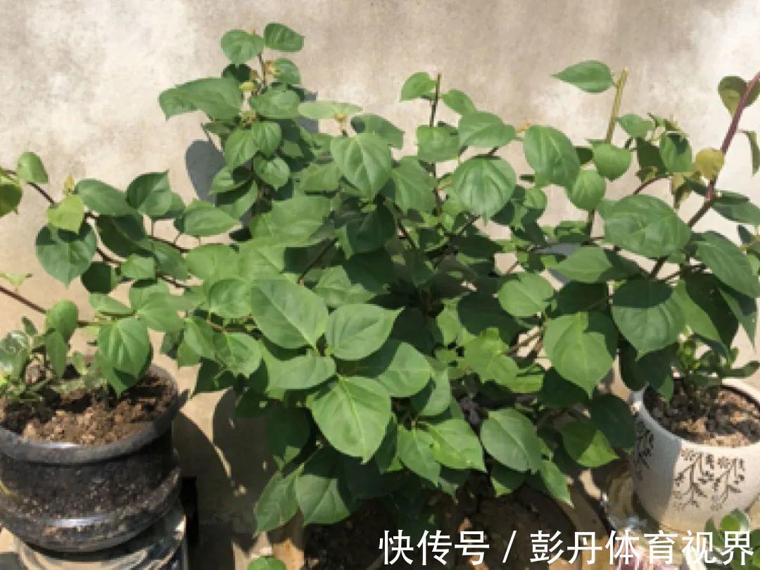 叶子|十月养这花，撸叶子、少浇水，10天冒出大花苞！