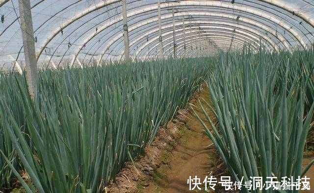 颈椎病|大葱+红糖，效果神奇，奶奶脖子不痛了，就连头晕手麻也不见了！