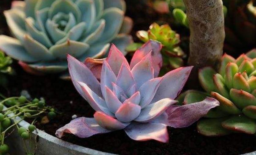 第一次养多肉植物,推荐你养这6款,大气美丽颜值高,适合新手