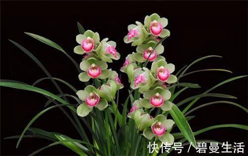 兰花|冬天养兰花,要正确浇水,小心伤了“根本”,花期不开花