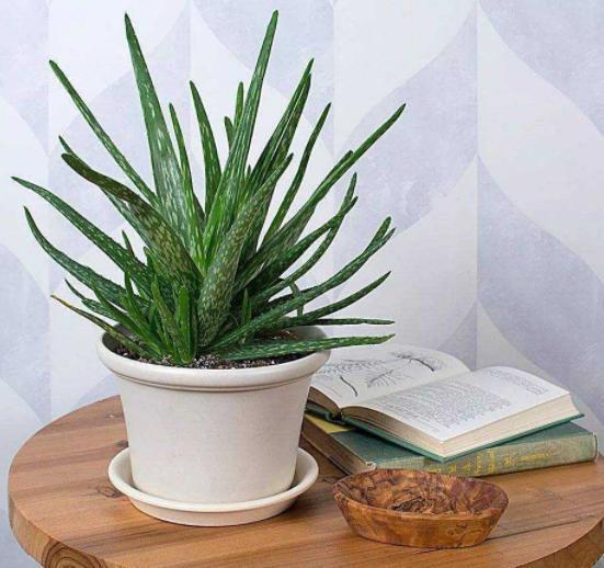 芦荟黄叶还烂根，大多浇水没浇对，四季这样浇水，反而长得更好