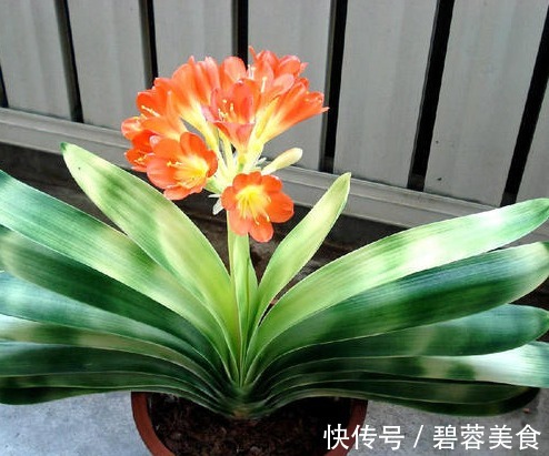 君子兰黄叶开花难,可以这么做,冬春季节照常开!