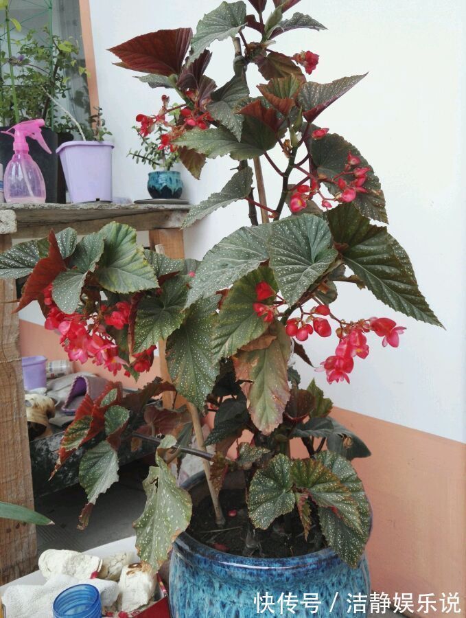 菊花|喜欢菊花，就养盆“珍稀名菊”白鹿角，是仙女舞裙，端庄典雅