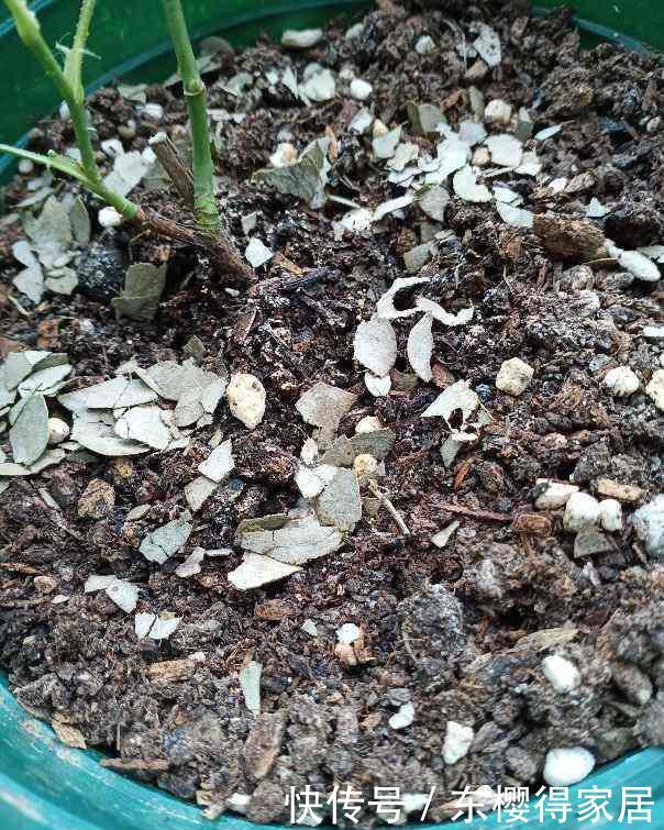 养花配土太重要,土壤配错了,花都死翘翘