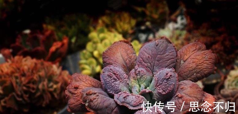 夏天室内养多肉好处多，度夏省心，但要注意3件事，不然还是会挂！