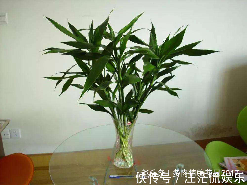 浇水|做到这四点,富贵竹常绿不发黄,富贵气儿十足