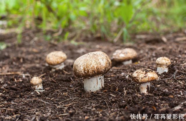香菇用清水洗,还不如不洗,教你一招,脏物虫卵洗干净,吃得放心