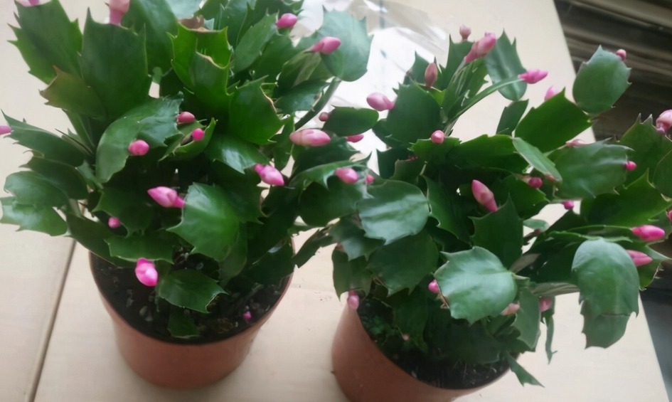 花友们|没有生根粉,扦插育苗不用怕,拿这3样水泡泡,效果一样