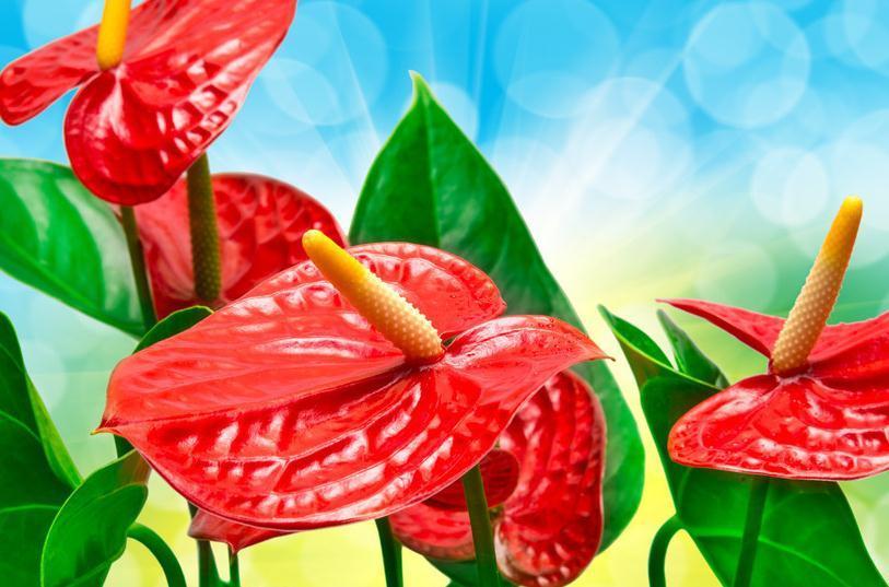 红掌盆栽不够精神,奄奄一息无状态,换个环境试一试