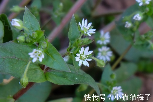 益母草|66种野菜大图片，带你见识不同的野菜和吃法，你想要的野菜这里有