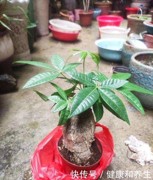 4种花就得种小花盆里,盆越大、越挤,花才能长得好!