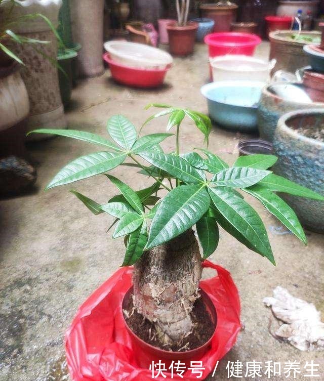  4种花就得种小花盆里，盆越大、越挤，花才能长得好！