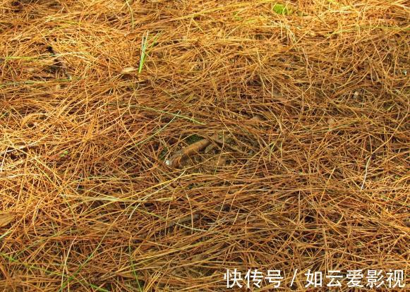 花友们|君子兰难养?花1分钟学会这3样东西的用法,爆盆不愁