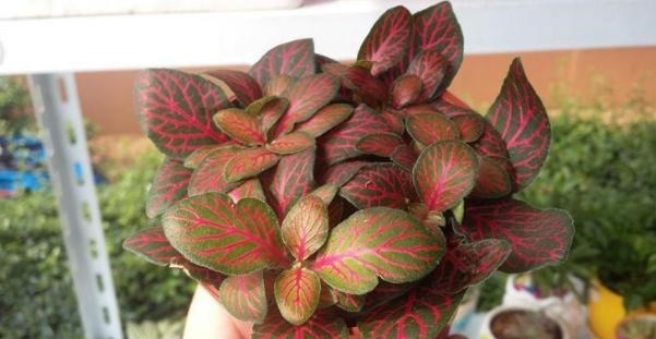 蚂蚁|花农养花为啥成本这么低学会用小苏打,几十盆都花不了2块钱