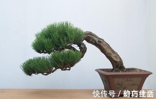 薄膜|三招教会你,让树桩快速发芽成活,方法简单,一看就会,管用