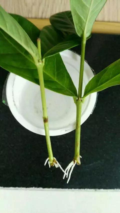 塑料瓶里装点水,能插20种花,生根不用愁,新手一学就会!