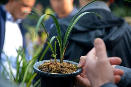 城市趣闻，你知道广元有多少人喜欢兰花？来嘉陵广场你就知道了！