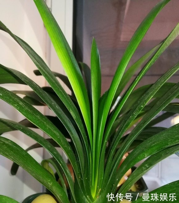 君子兰养好了,夏天也能开,撒点“小颗粒”,花瓣开的红艳艳