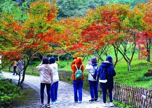 麓山景区|岳麓山枫叶渐红,你心动了吗?12月初迎最佳赏枫期,约起来!