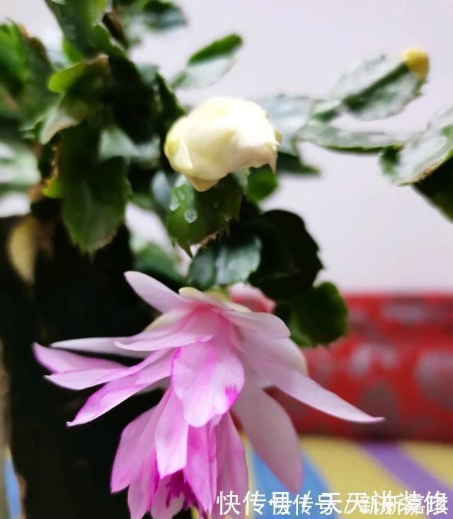 年度十大流行花卉，摆在家里，高贵优雅，又美又仙