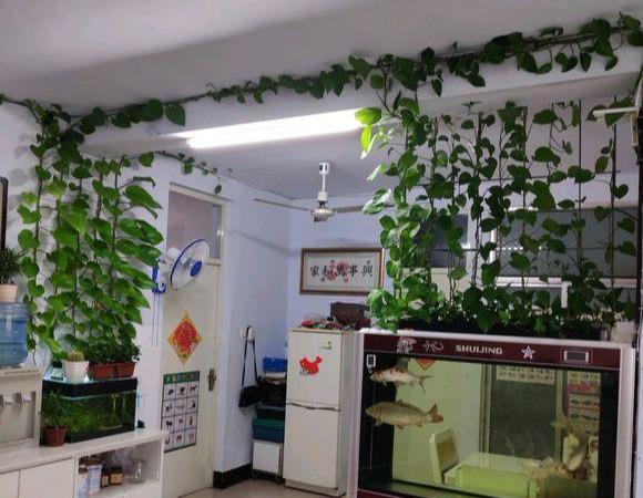 绿萝最爱喝的5种水,喝完长得贼快,叶子像刷了“绿油漆”