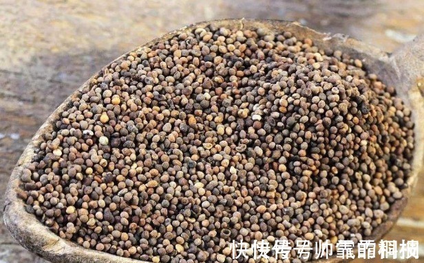 菟丝子|菟丝子作为一种中药材,功效作用竟然有十多种不止!在乡下到处有